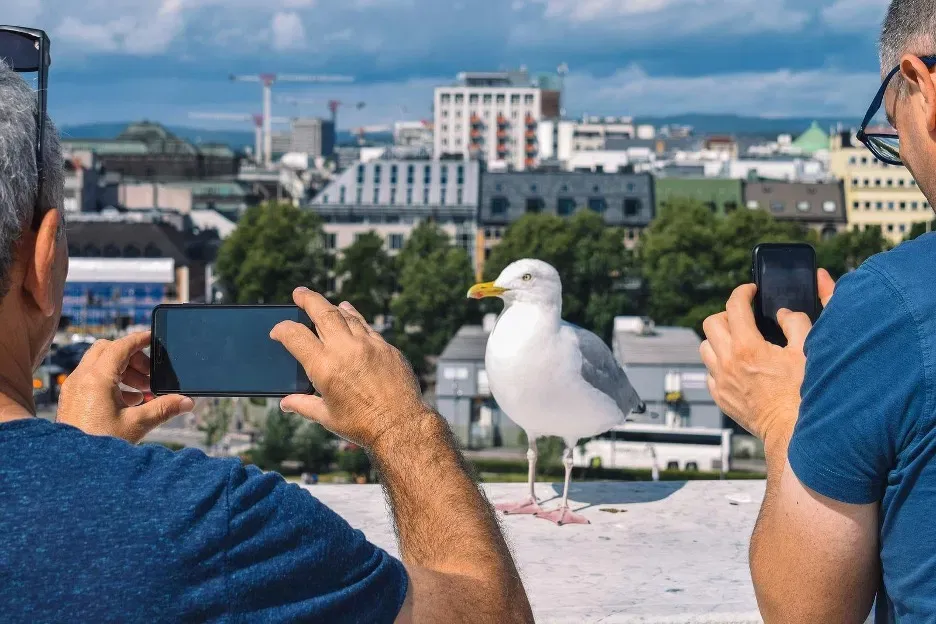 A Famous Seagull