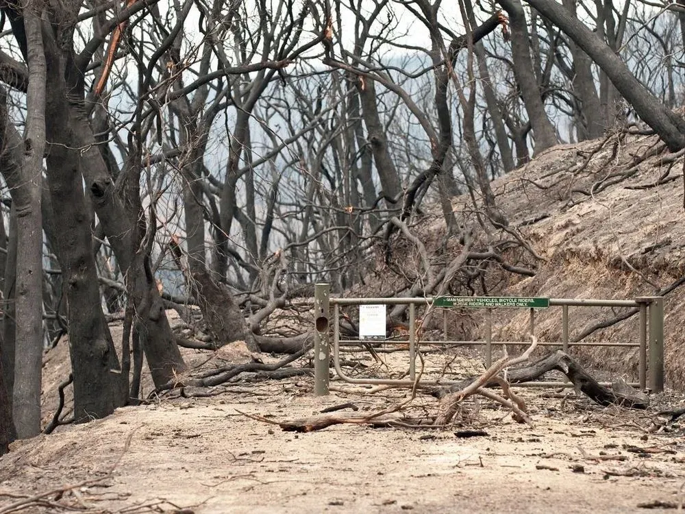 The Kinglake National Park after the Black Saturday bushfires. Source: CSIRO, 2009